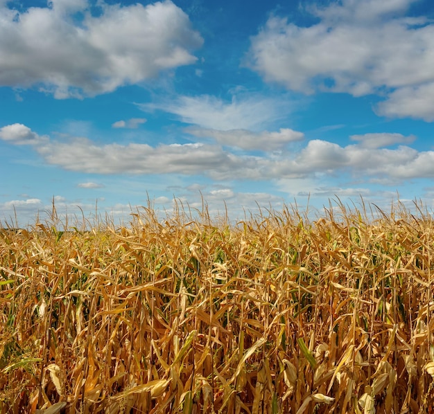 Un campo di mais da vicino sotto un bel cielo azzurro con nuvole