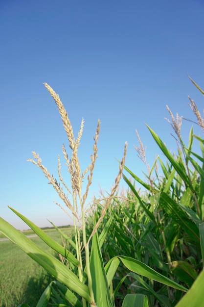 corn field close up at dawn on a summer morning