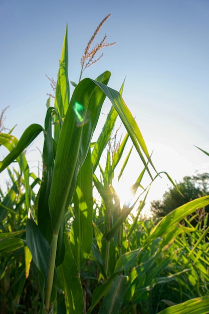 corn field close up at dawn on a summer morning