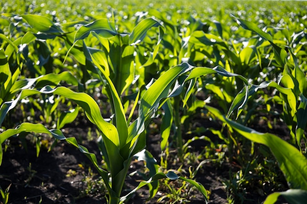 Corn in the field close-up, fodder corn for livestock.