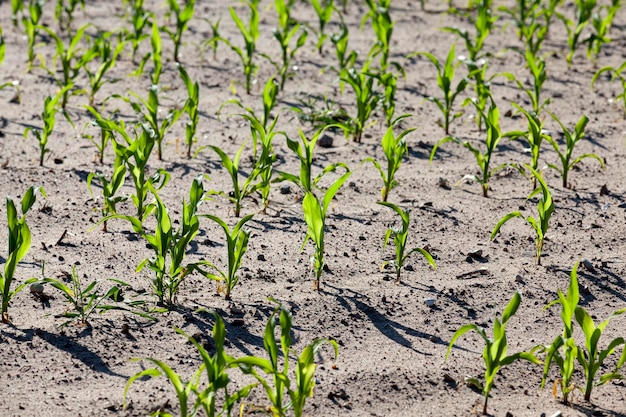 Corn field closeup