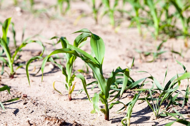 Corn field closeup