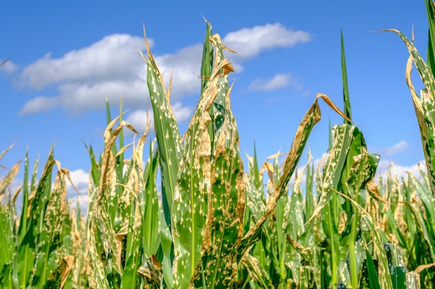 Corn field damaged by herbicide