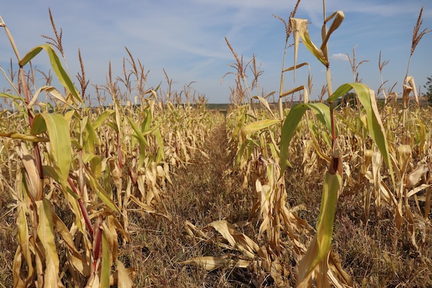 corn field dried on a sunny day