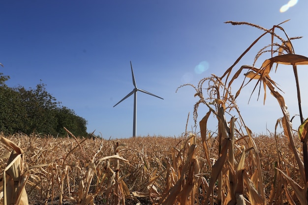 corn field dried on a sunny day