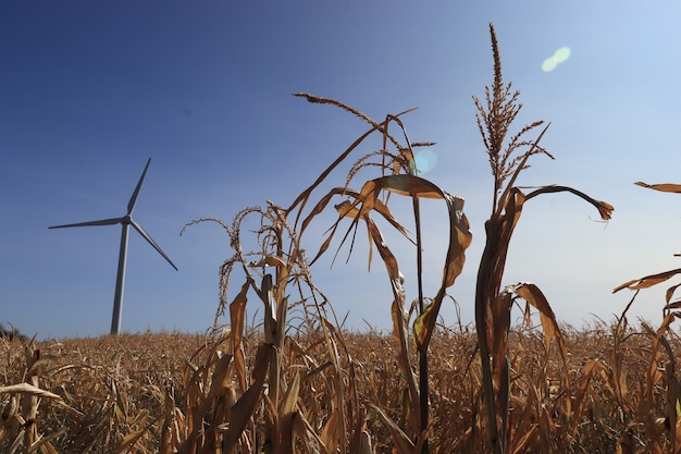 corn field dried on a sunny day