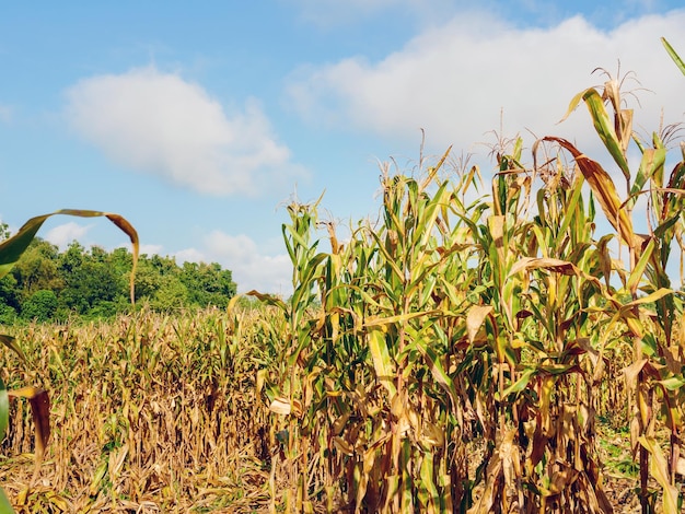 Corn field during harvest and blue skydry corn fields ready for harvest