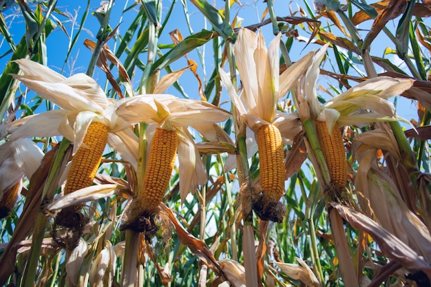 Corn in the field during the ripening period