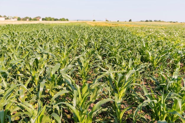 Foto alta vista di concetto di azienda agricola del campo di grano