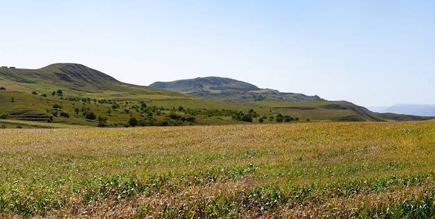 Corn field in the foothills