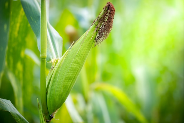 Corn field on green nature background and morning sunlight.