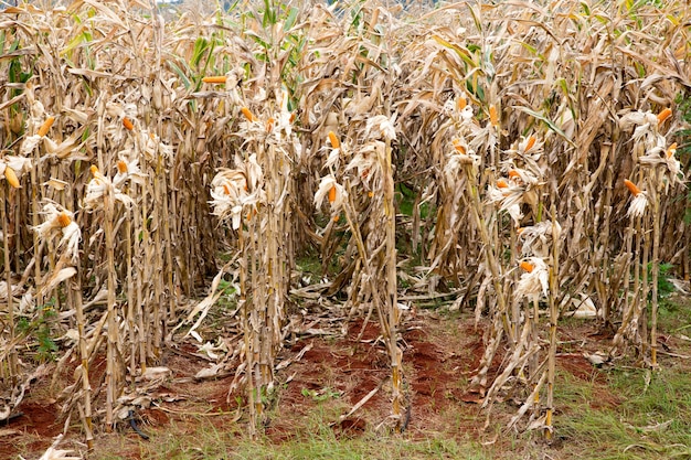 Corn in field in harvest season