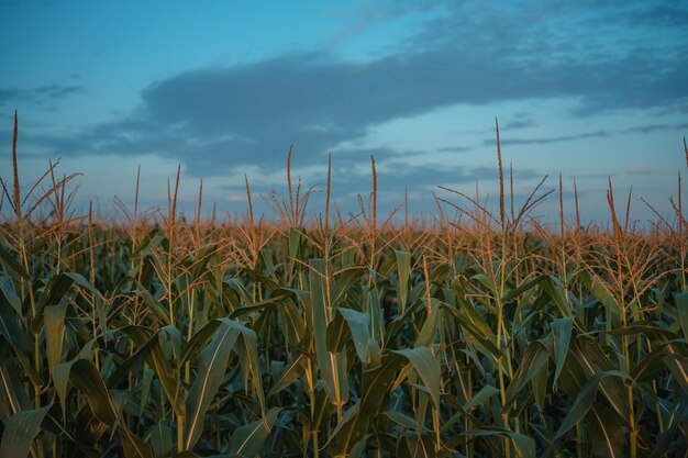 corn field have flowers crane view sun light in the morning