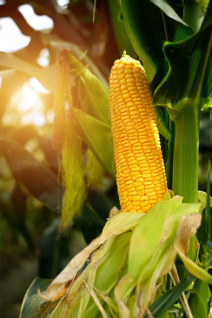 Corn in the field illuminated by the sun