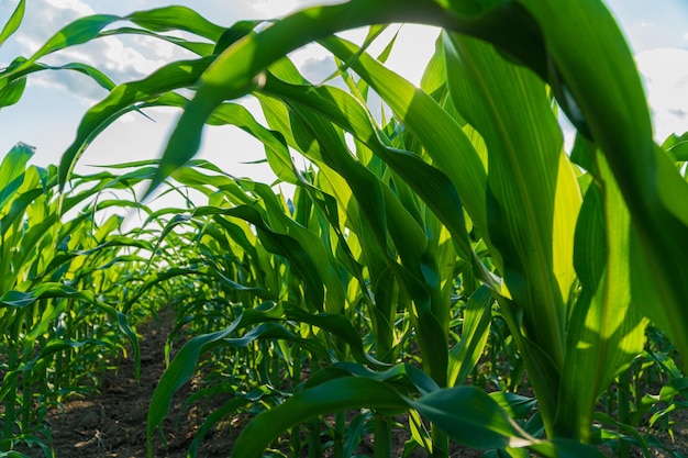 Corn field in morning light Corn leaves in a corn plantation