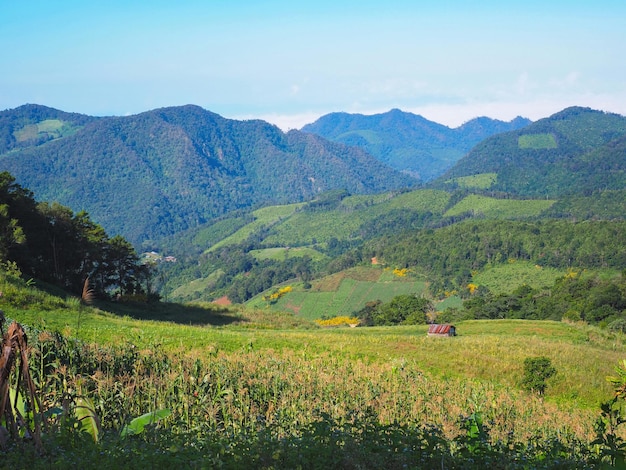 Campo di mais sulla montagna