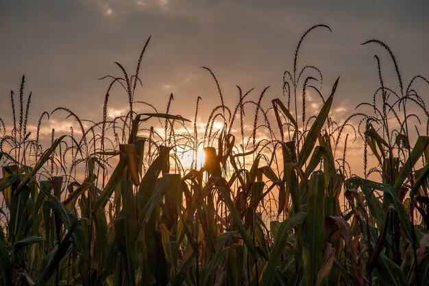 Corn field ready for harvest