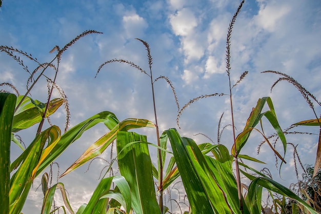 Corn field ready for harvest