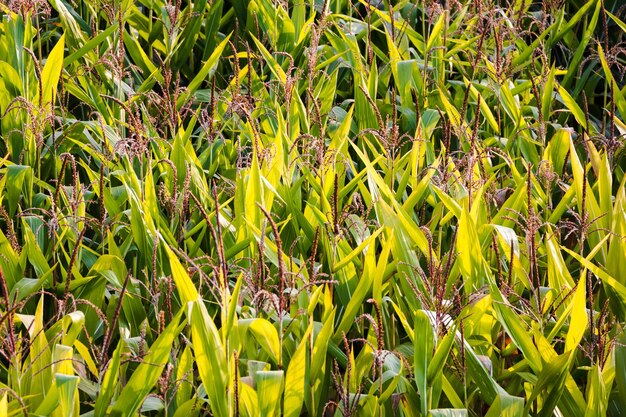 Photo corn field shot from above