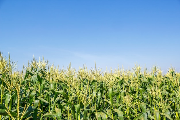 Corn field on sky