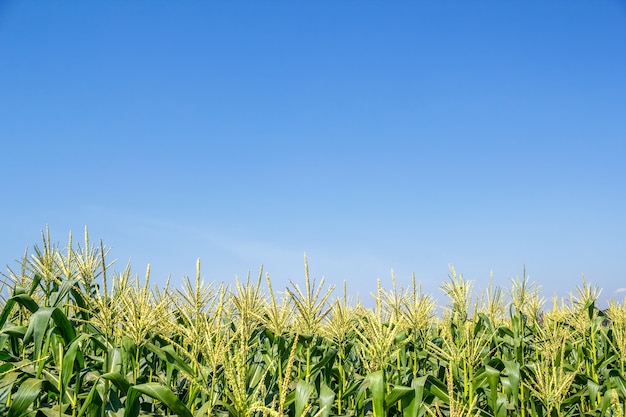 Photo corn field on sky