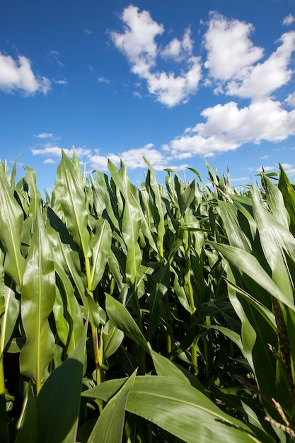 Corn field summer  corn in the agricultural field unripe green corn summer