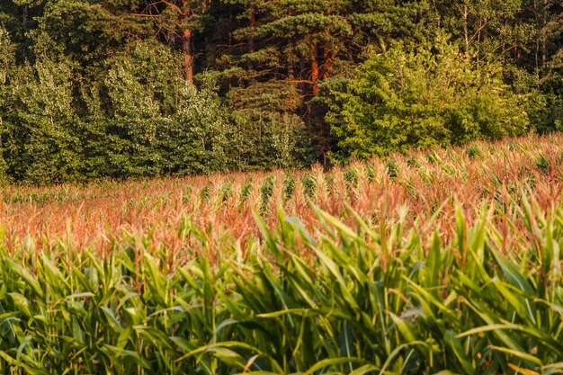 Corn field on a summer day In the background is a green forest