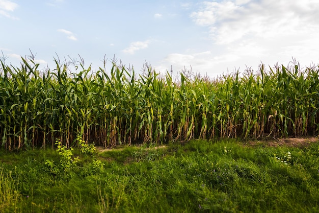 Corn field on a summer day