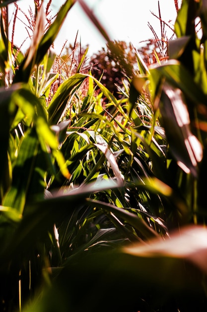 Foto campo di mais in una giornata estiva