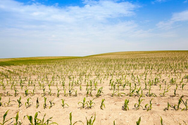 Corn field summer