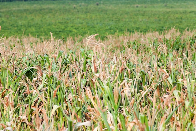 Corn field summer