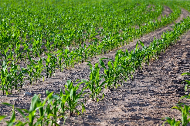 Corn field summer