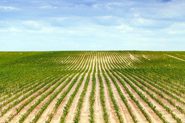 Foto estate del campo di grano