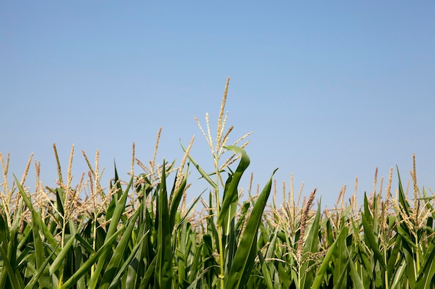 Corn field summer