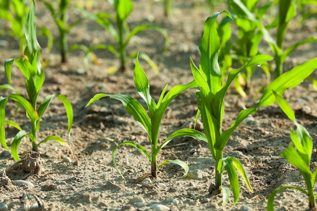 Corn field summer