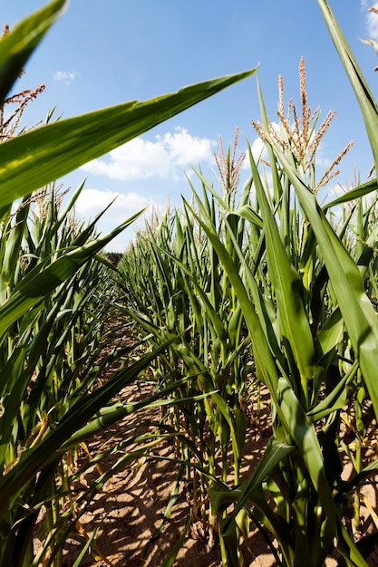 Corn field summer