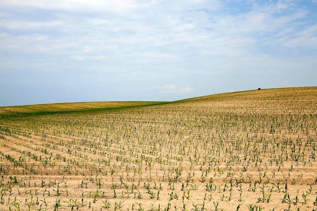 Estate del campo di grano