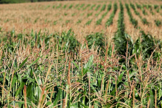 Corn field summer