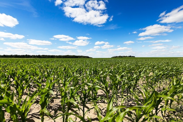 Corn field, summer