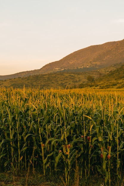 Кукурузное поле, восход солнца в мексике.