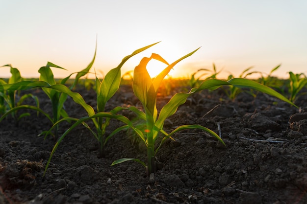 Corn field at sunset Corn sprouts against the sun