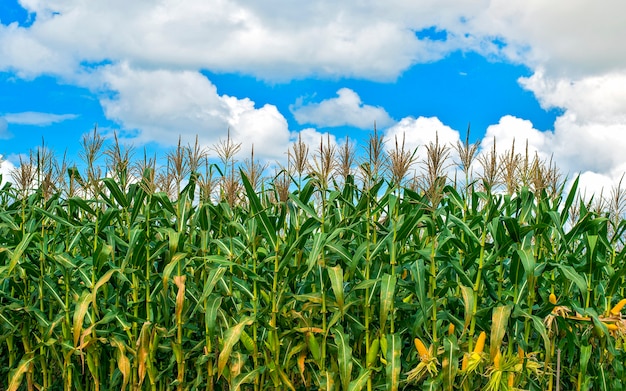 Corn field in sunset