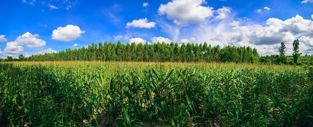 Photo corn field view of agriculture