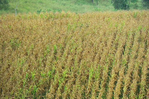 Кукурузное поле с большой предпосылкой горы. Концепция сельского хозяйства и растений.