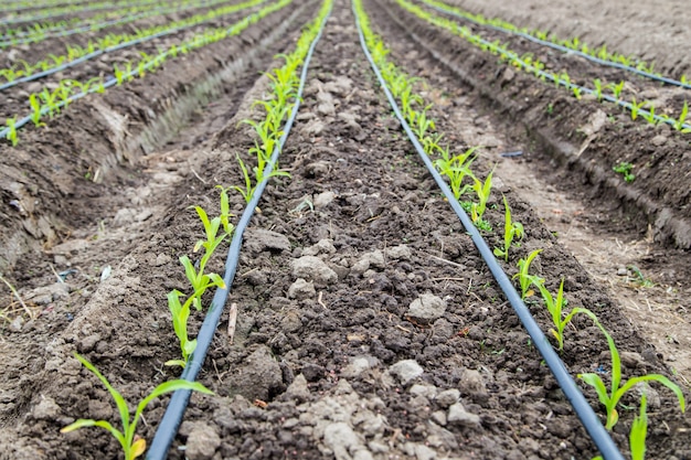 Campo di grano con irrigazione a goccia