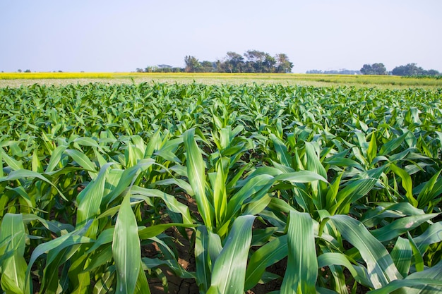 Кукурузное поле с зелеными листьями крупным планом фото с избирательным фокусом