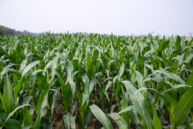 Corn field with green leaves closeup of photo with selective focus