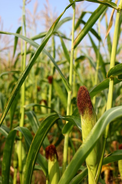 corn field with ripening corn cobs