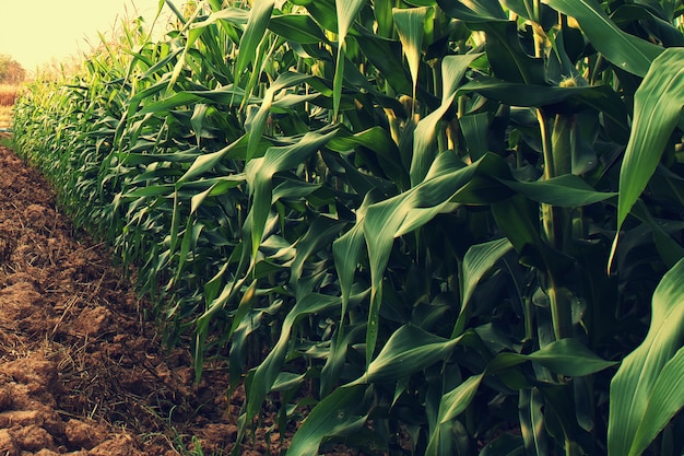 Corn field with sunrise