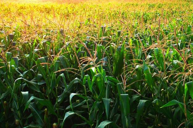 Corn field with sunrise